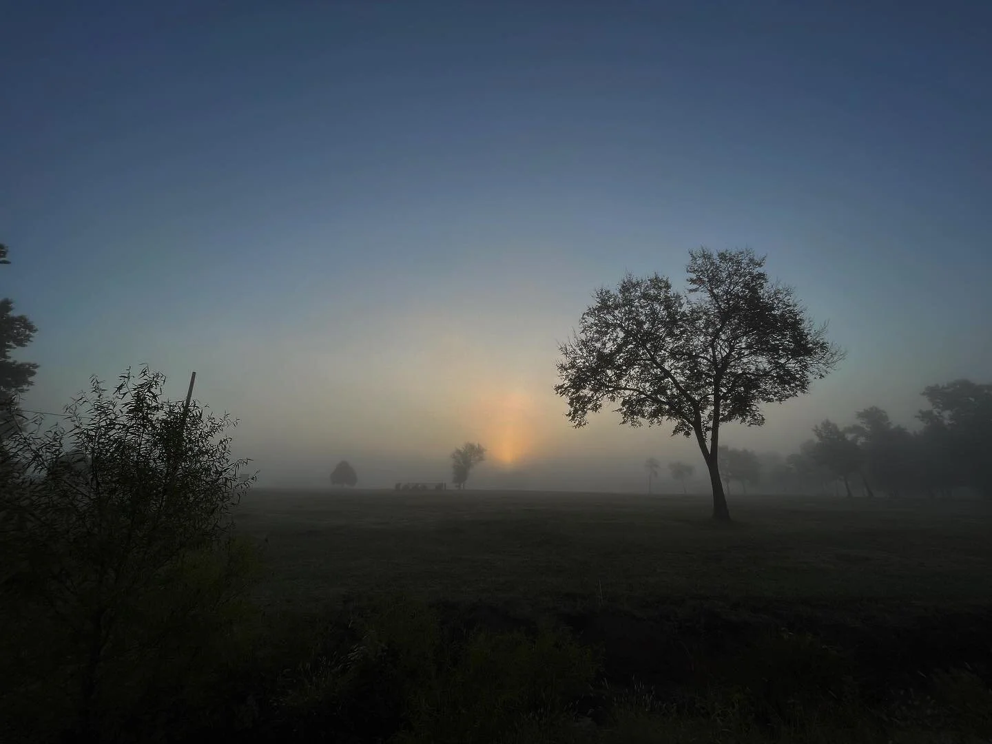 Had to cross 4 lanes of morning traffic to get this shot, but it was worth it to cut out all the power lines
&bull;
&bull;
&bull;
#iphone12 #naturephotography #nature #okmulgee #oklahoma #setlife #cinematographer