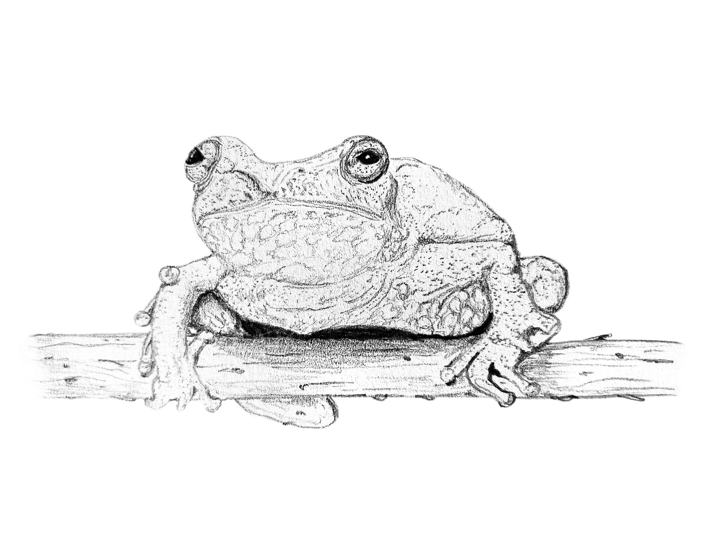 Spring Peeper Print