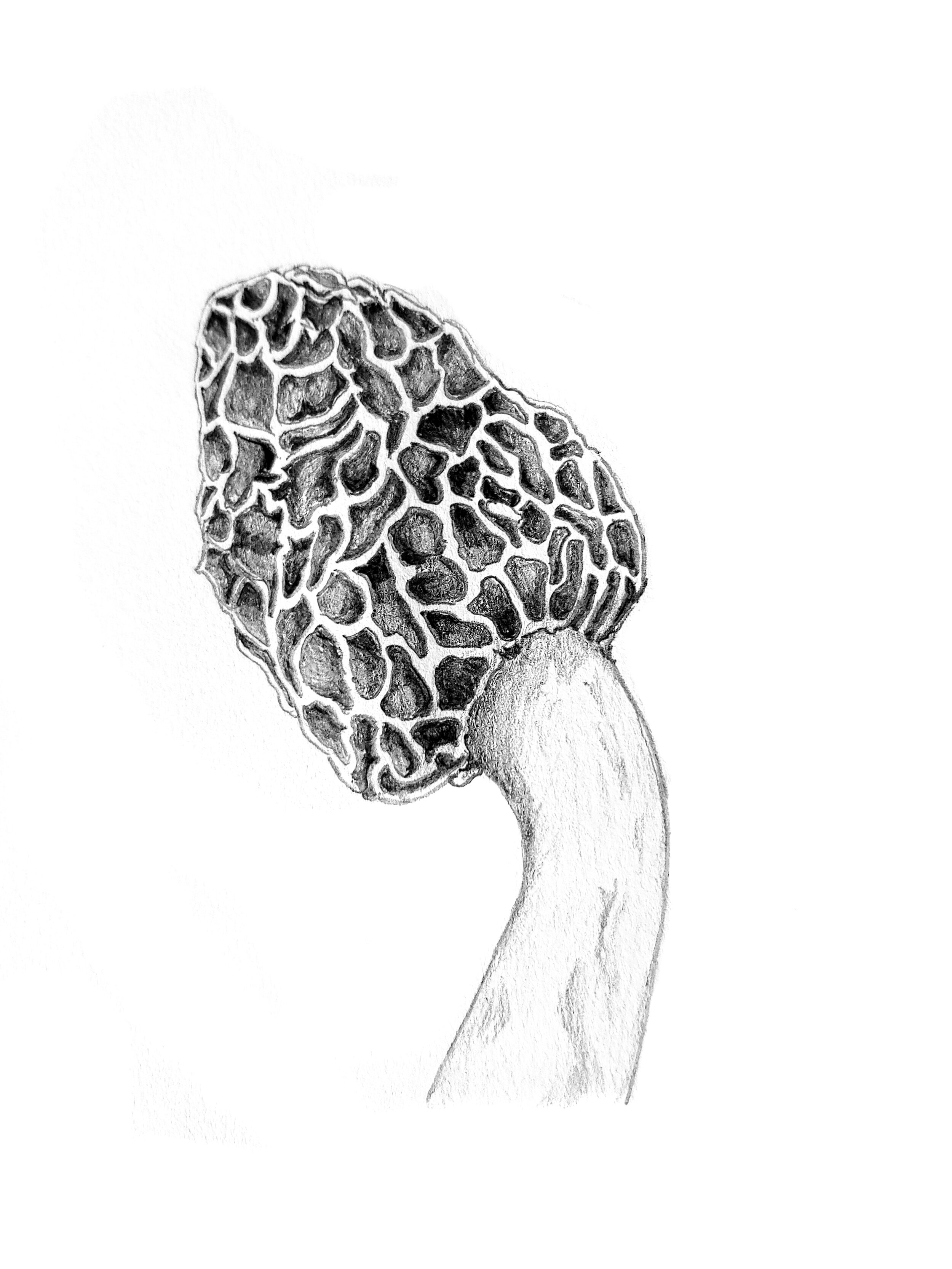 Morel Print