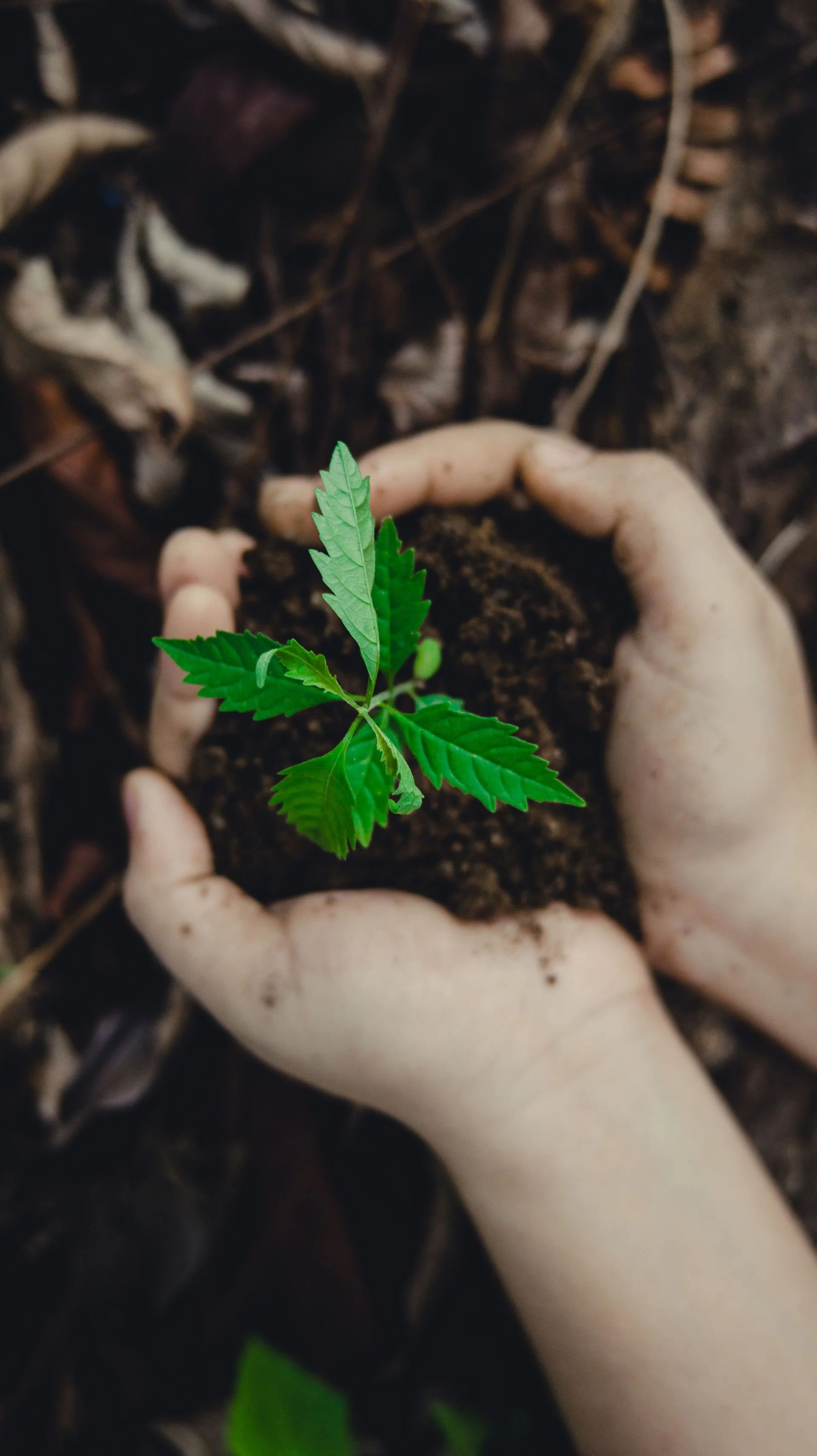 somatic therapy to heal trauma in MD and DC