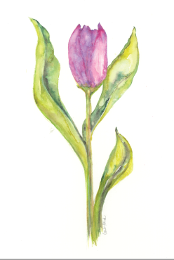 Purple Tulip