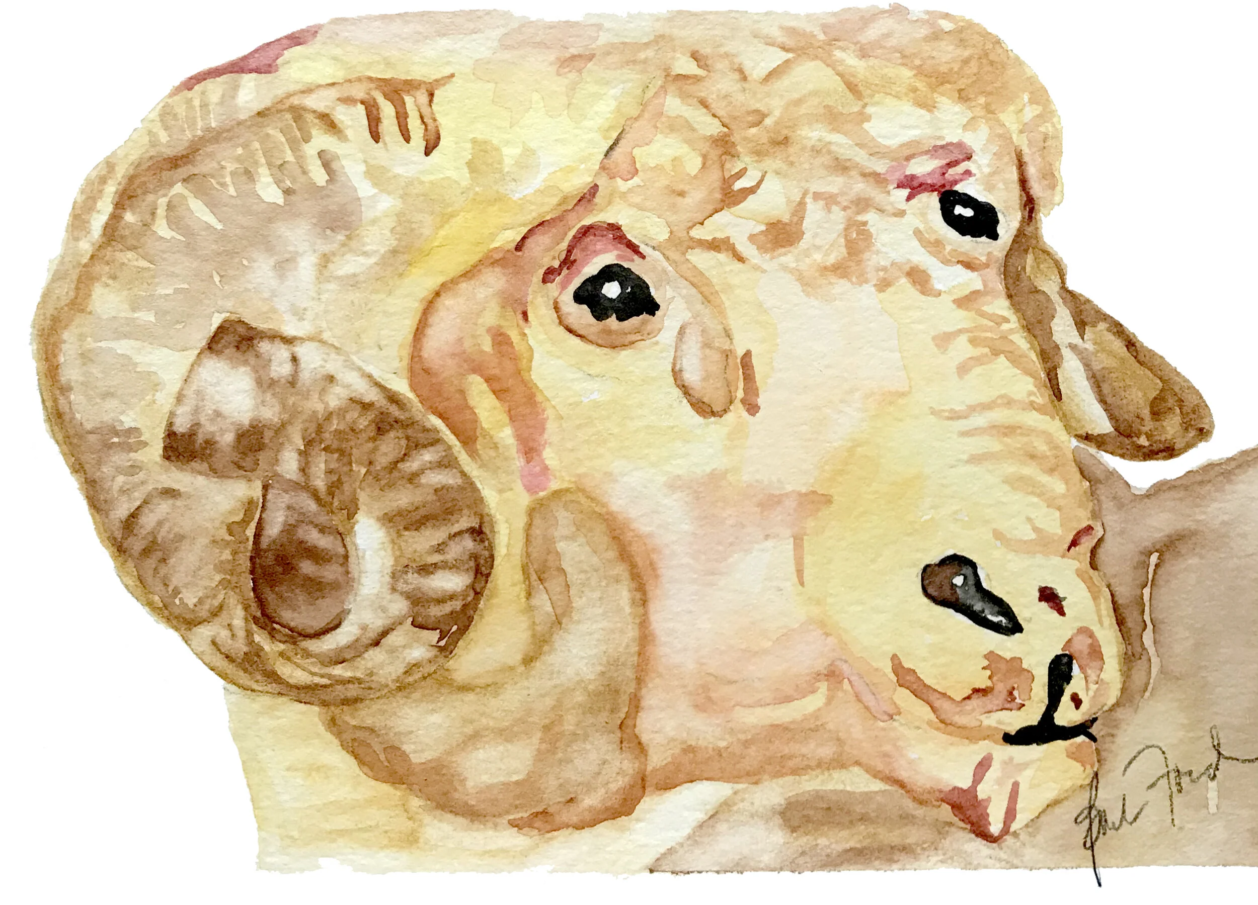 Ram