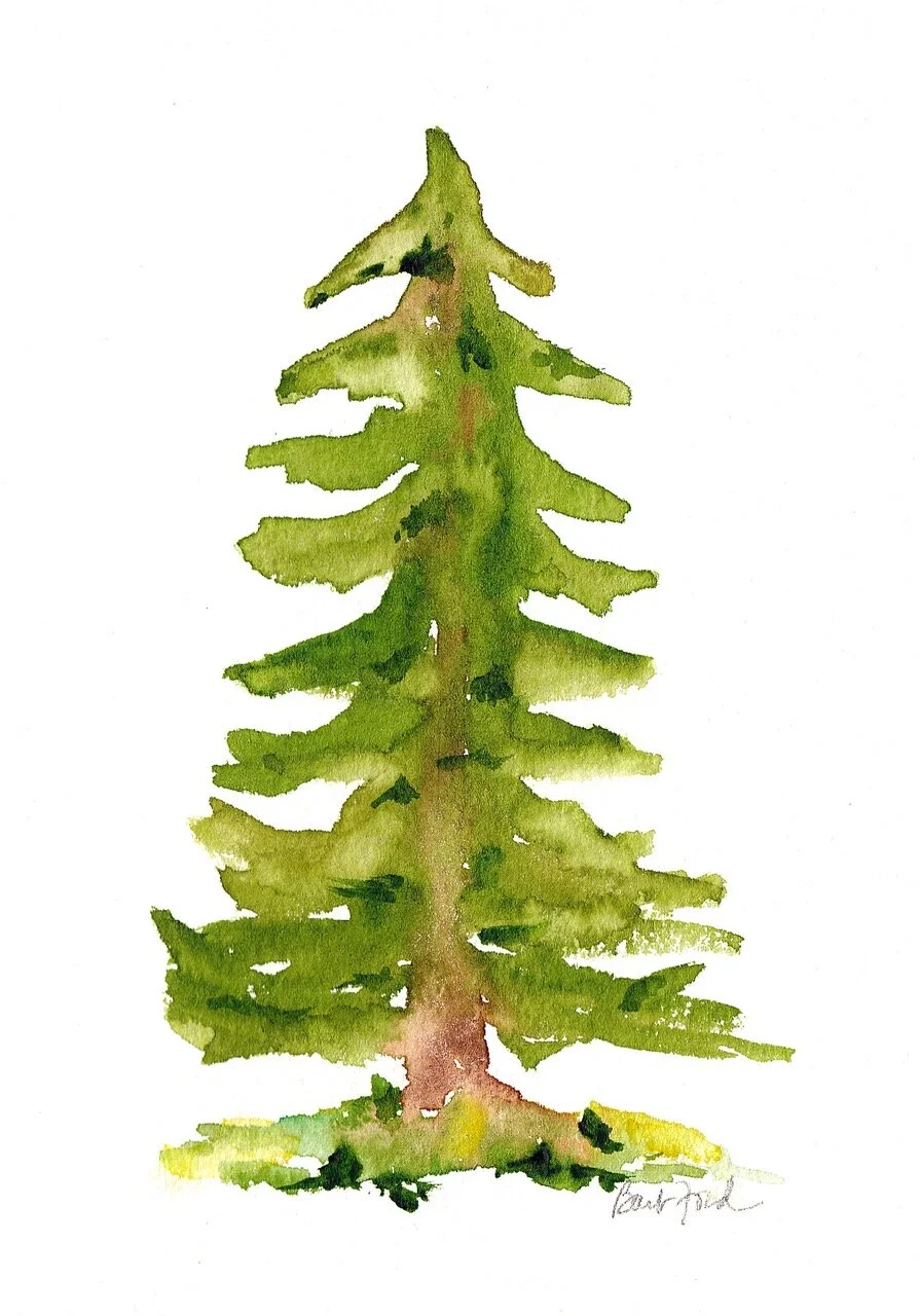 Pine Tree.jpeg