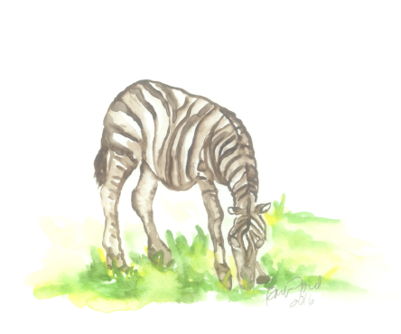 Zebra