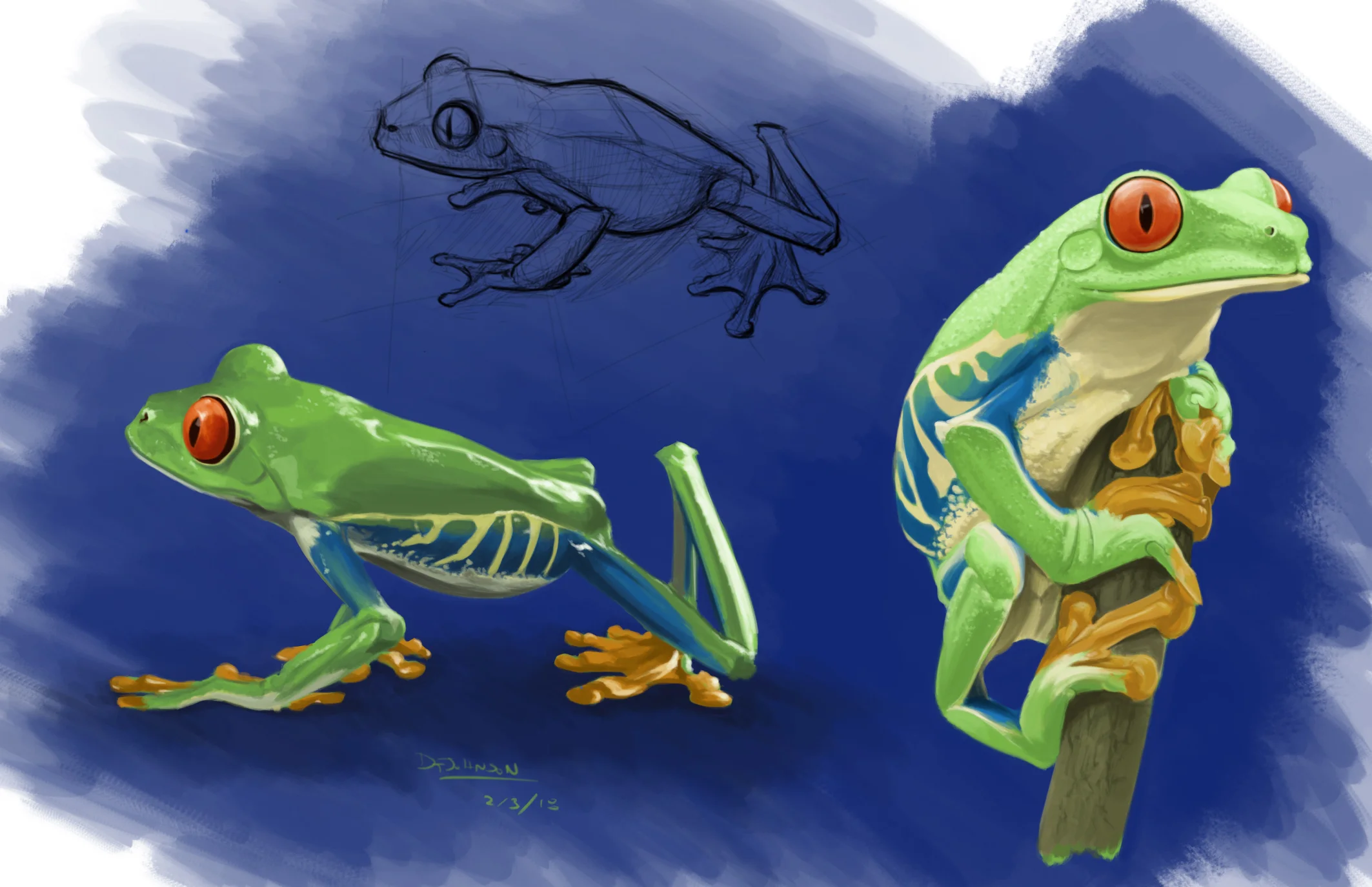 Agalychnis callidrya