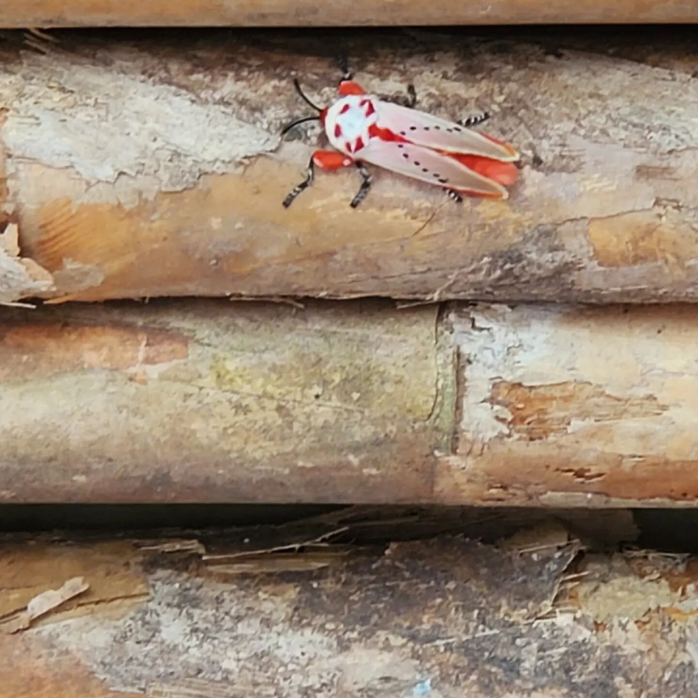 GM! Life is full of surprises and creative new adventures. Not sure the name of this red guy, but insect season has begun. #nature #foodforest #retreat #heal #minca #sierranevadadesantamarta #tayrona #santamarta