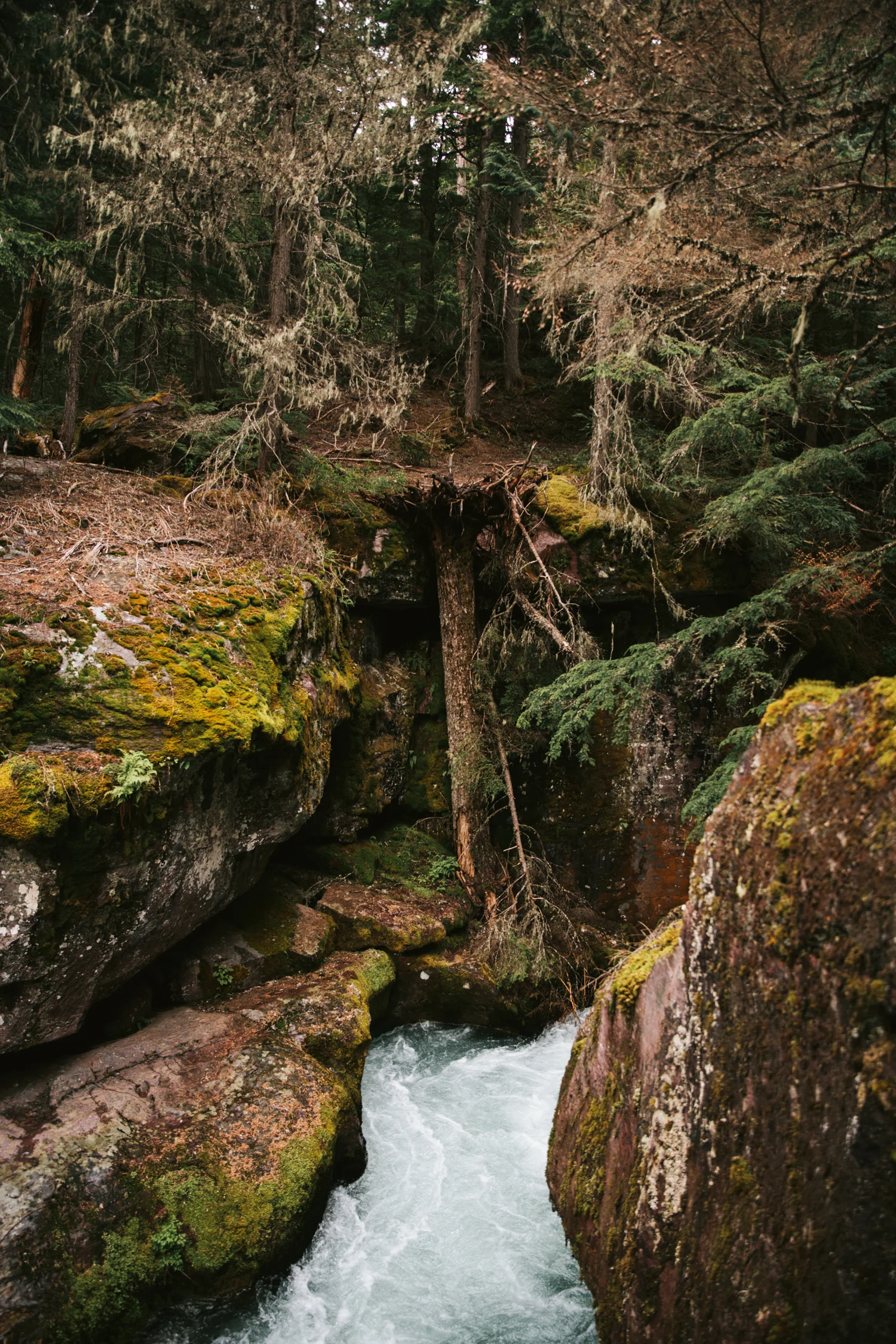 2018-06-18 GlacierNationalPark 90 copy.jpg