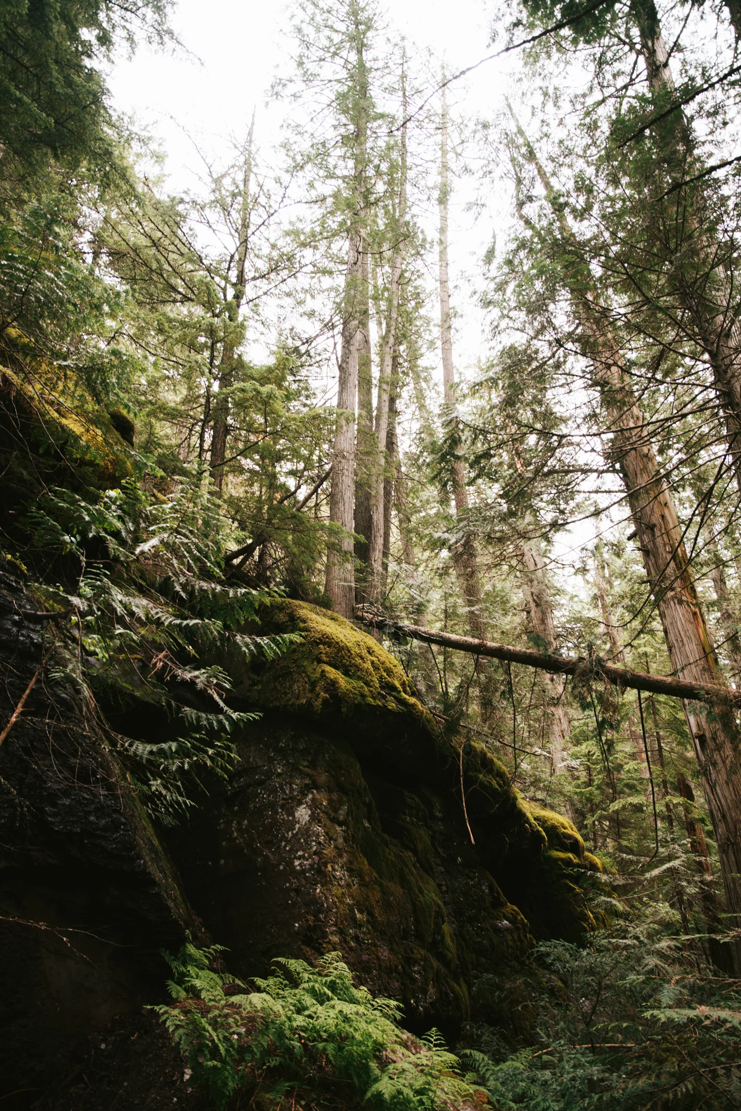 2018-06-18 GlacierNationalPark 100 copy.jpg