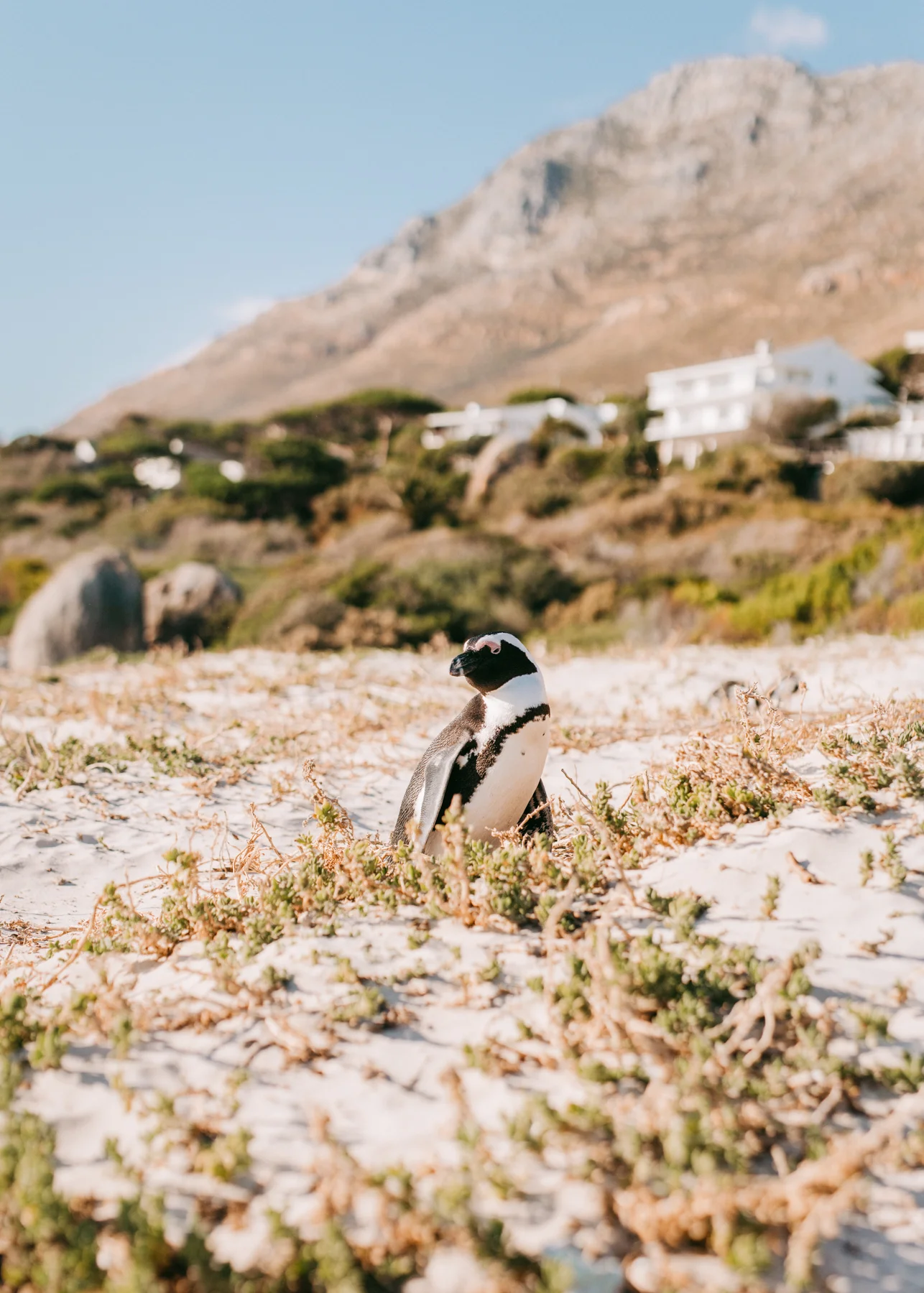 2018-2-15 Cape Town WEB SIZE (122 of 137).jpg