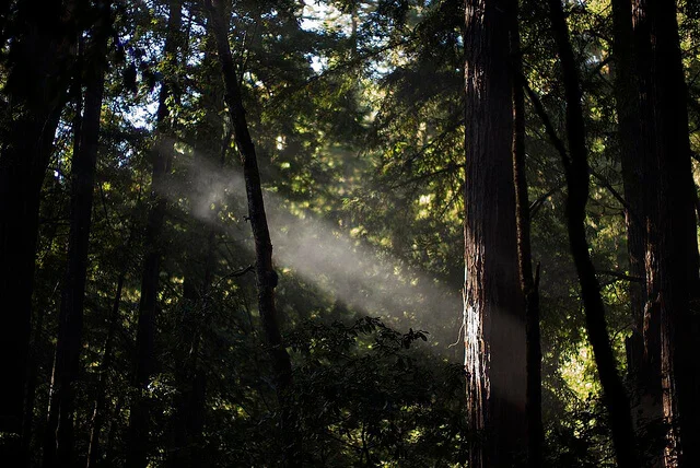 woods.jpg