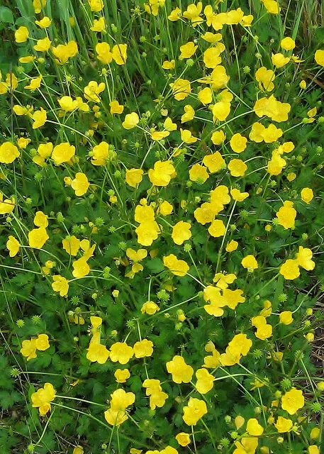 buttercups.jpg