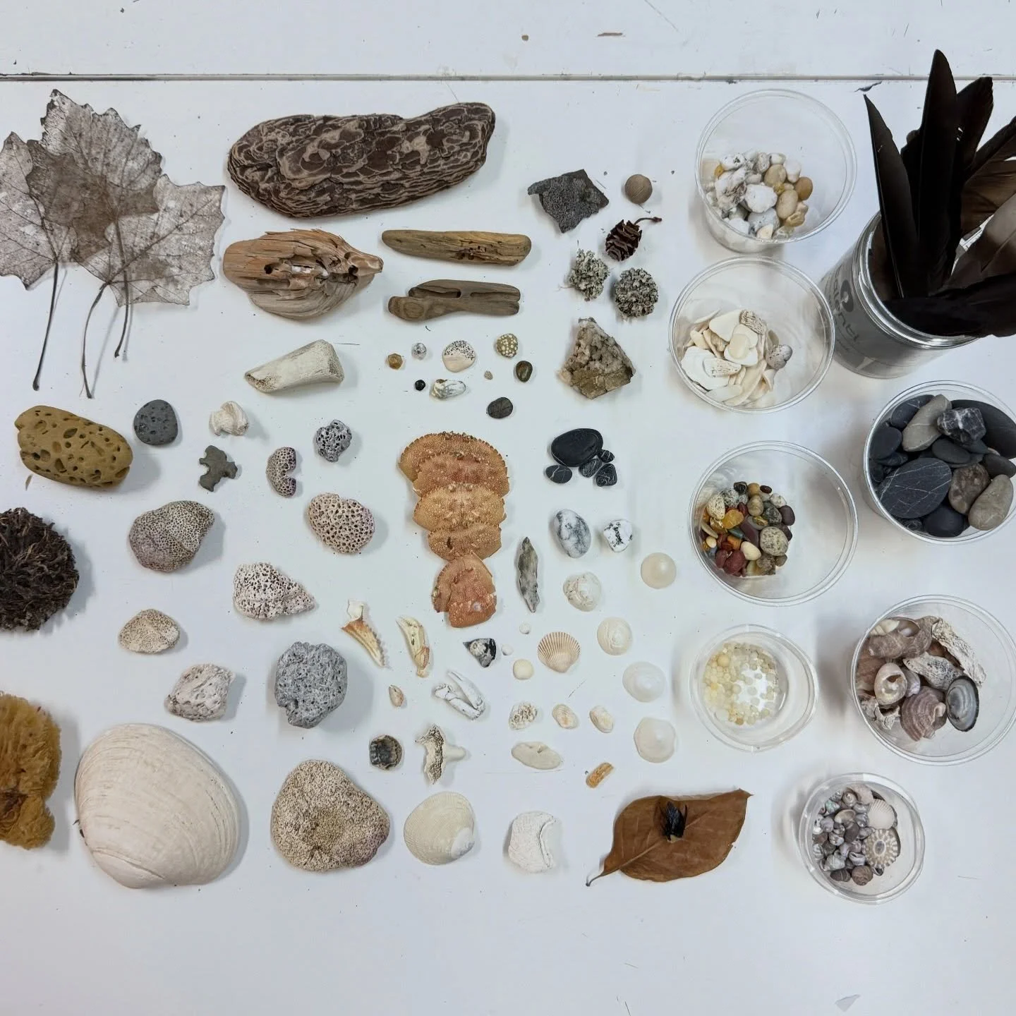 Finishing some studio organization and I decided to unpack and organized a chaotic box labeled &ldquo;nature&rdquo; and here&rsquo;s what I found. 

So much inspiring texture, form, color, structure. 

#artstudio #artpractice #portlandartist