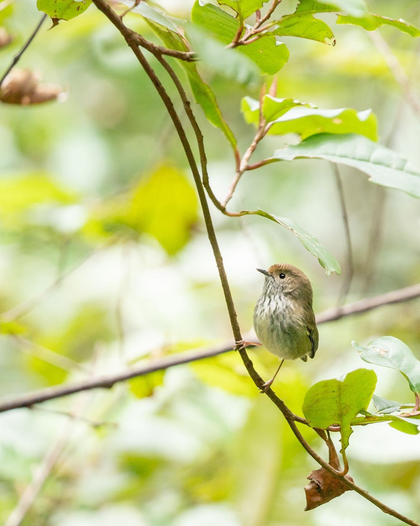 Heard on almost every bush walk along Eastern NSW and beyond with its chirpy song, the Brown Thornbill is a well recognized sound in the bush. Although common, their fleet footed nature means they&rsquo;re often heard but elusive to the eye as they s