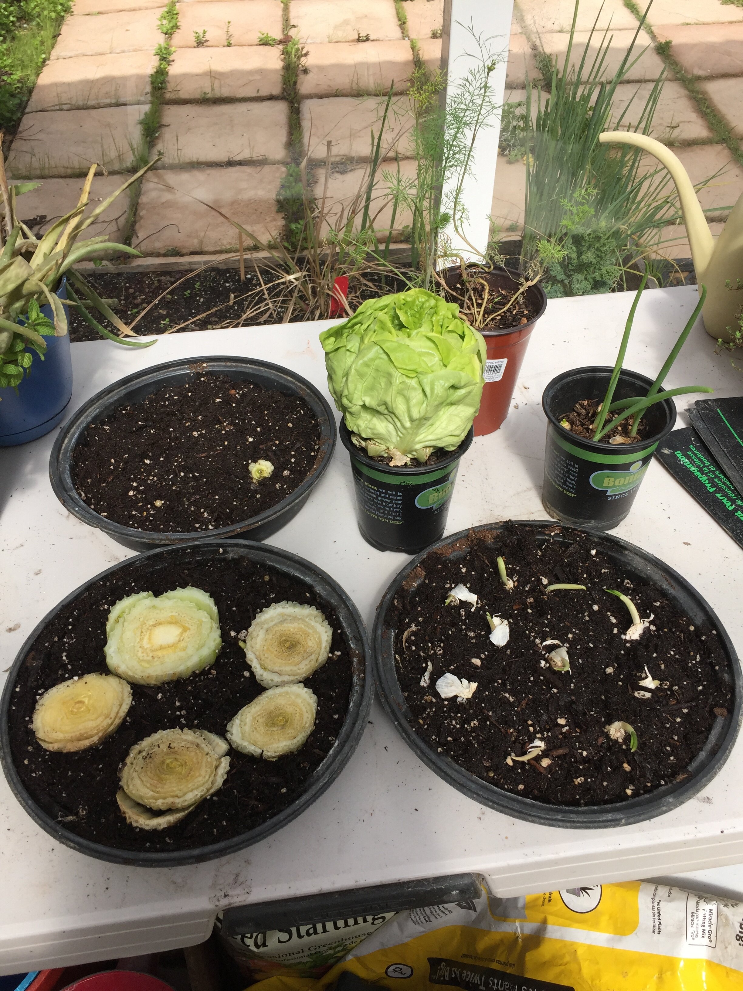 MOM's PANTRY 002: My Grocery Store Garden 