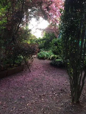 pink-path.jpg