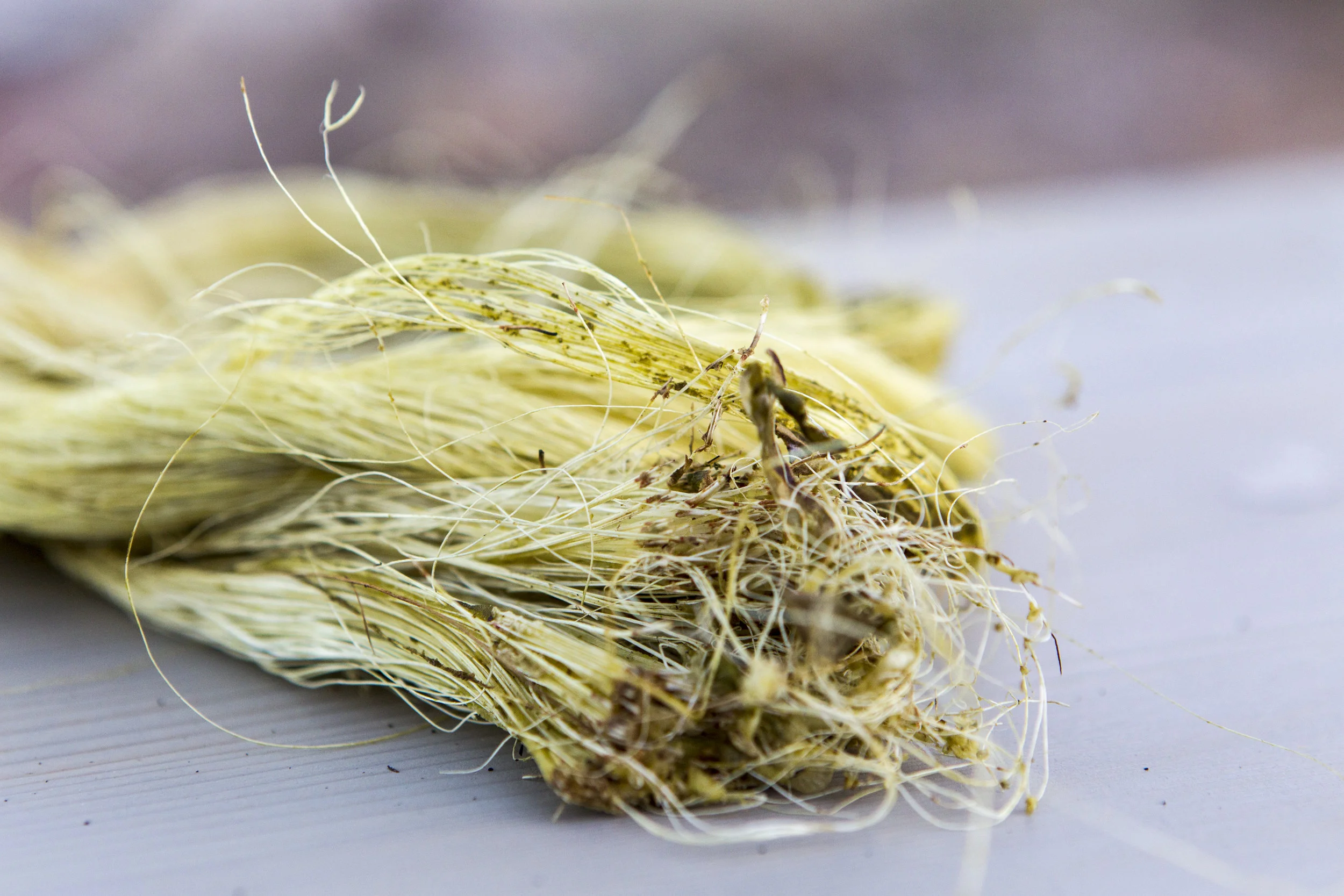 Fibers Tequila Fun_L6H1068_hc_agave_mission.JPG