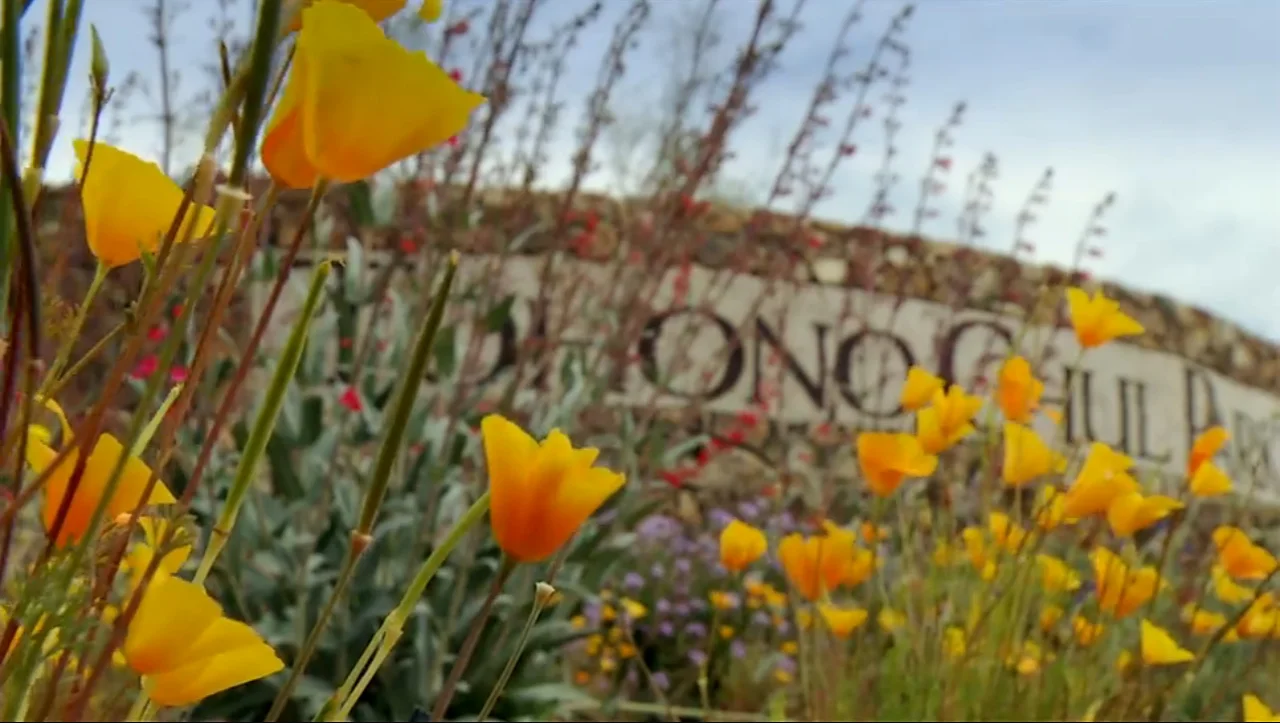 Free Family Friendly Cinco de Mayo AZ-Illustrated.jpg