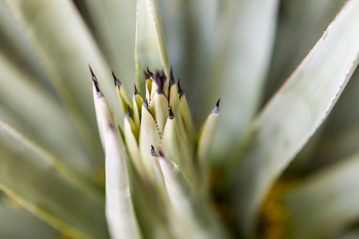 _L6H7909_HC_agave.jpeg