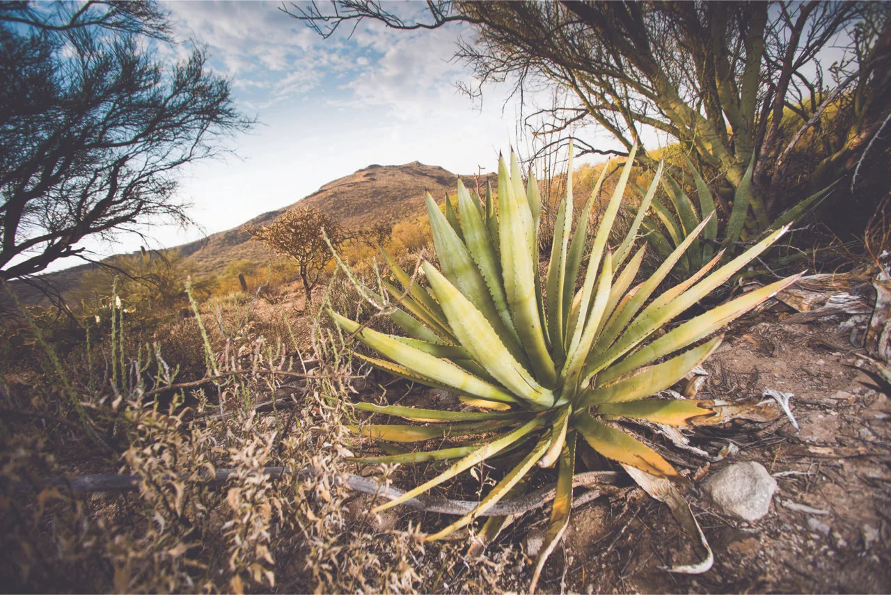 This Is Tucson: 5 Agave Heritage Festival Events You Won't Wanna Miss