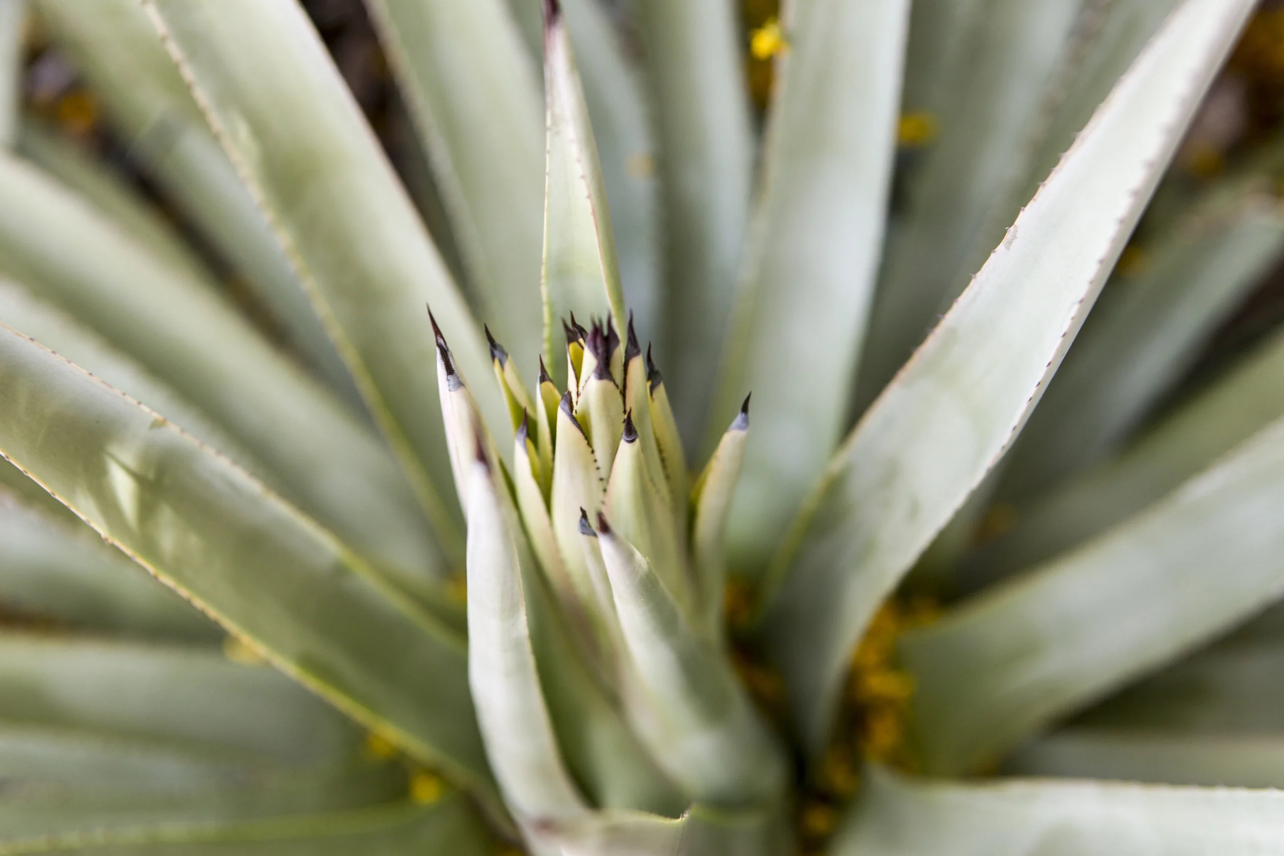 Borderlands Restoration Network Plant Sale