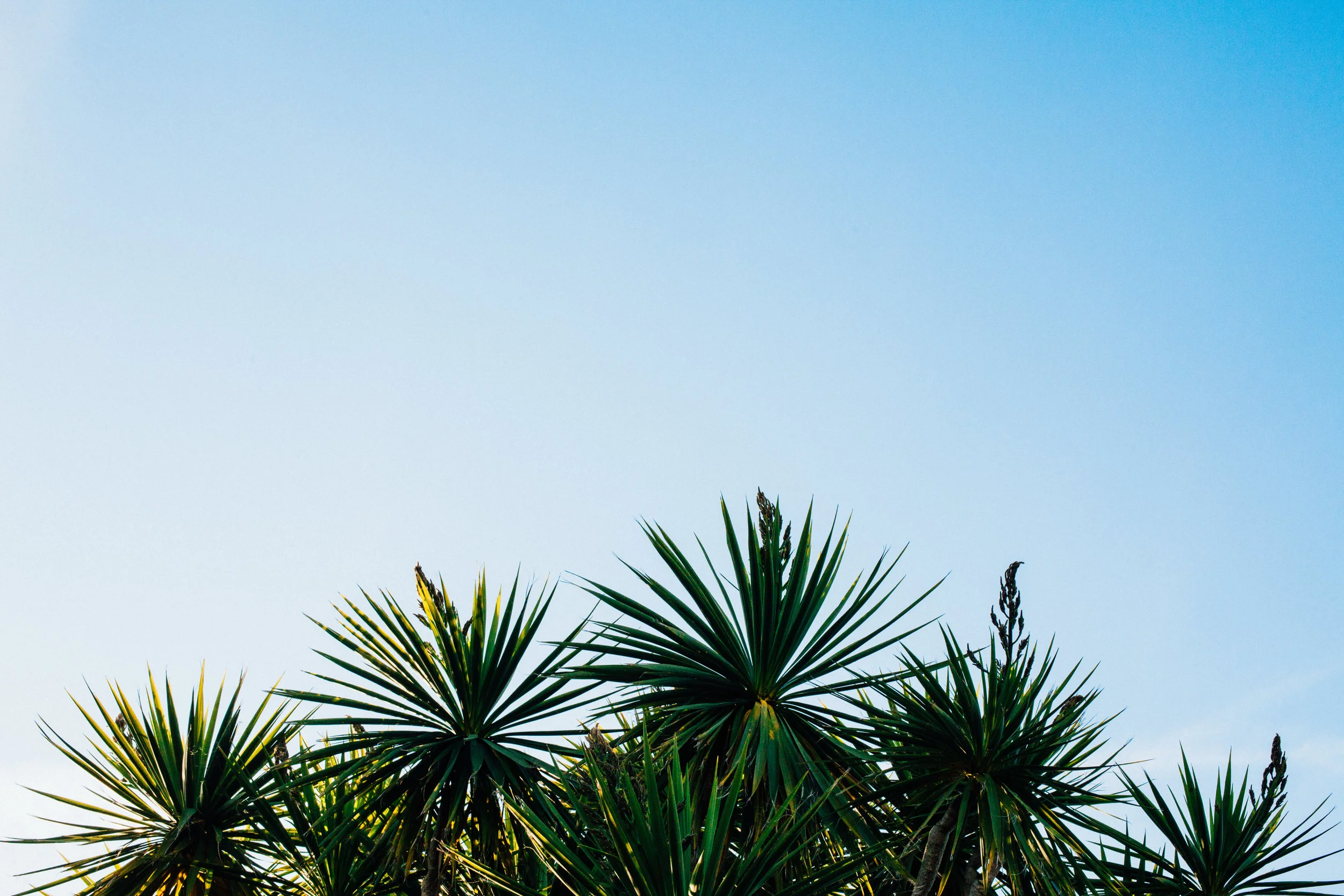 National Geographic: The Wild, Vibrant History of Mexican Tequila