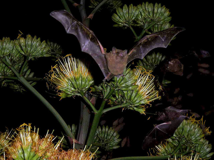 Conservation Tour and Plant Sale