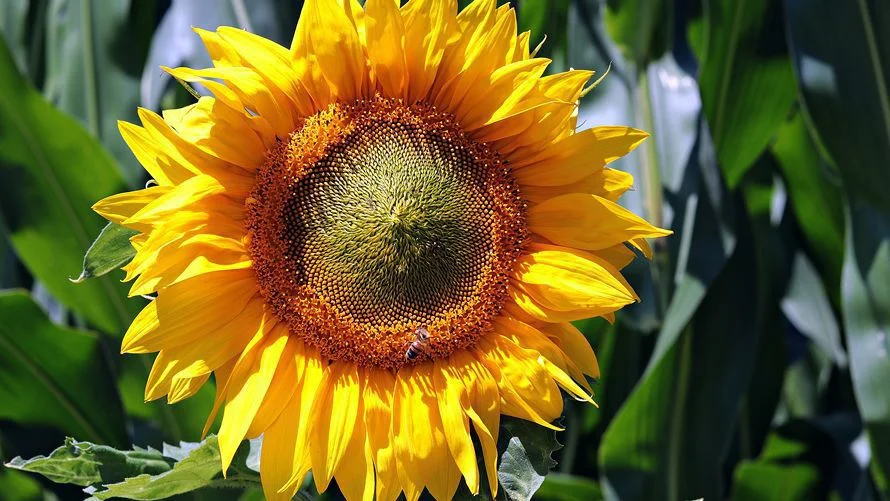 Arizona Daily Star: Want to Agave Roast or Save Sunflower Seeds