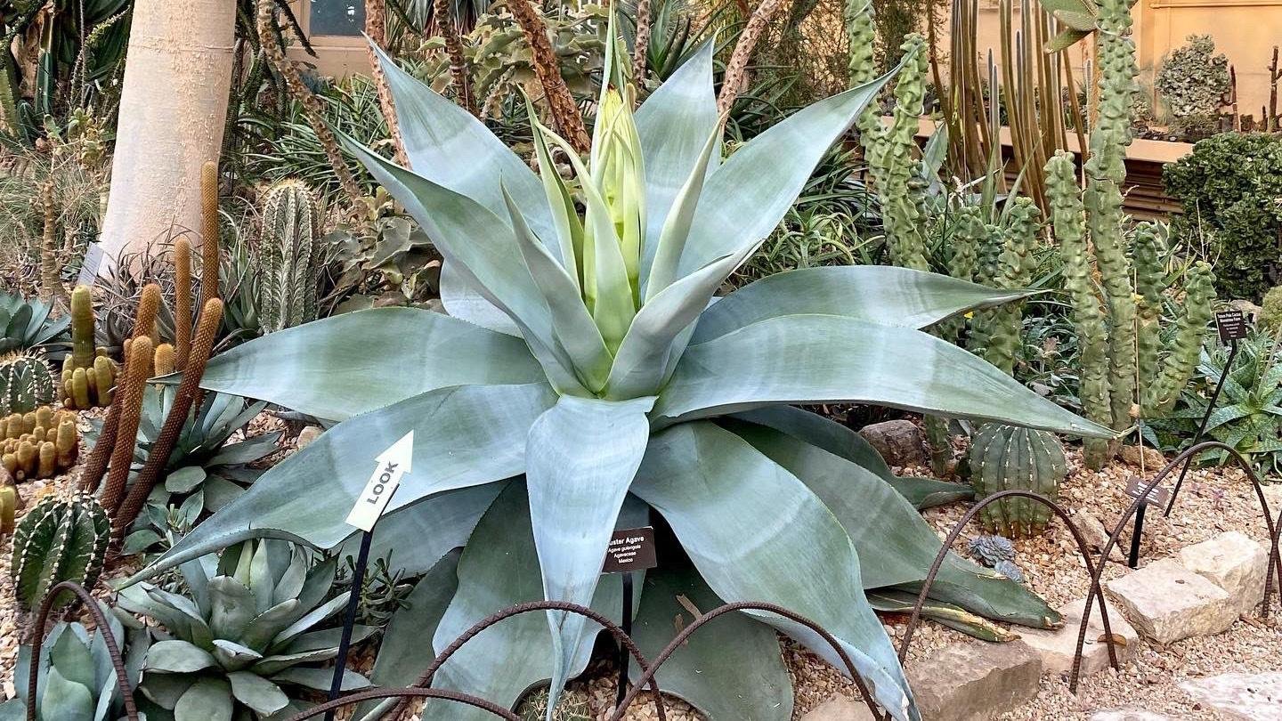 WTTW: It’s ‘Agave Watch’ Time at Garfield Park Conservatory
