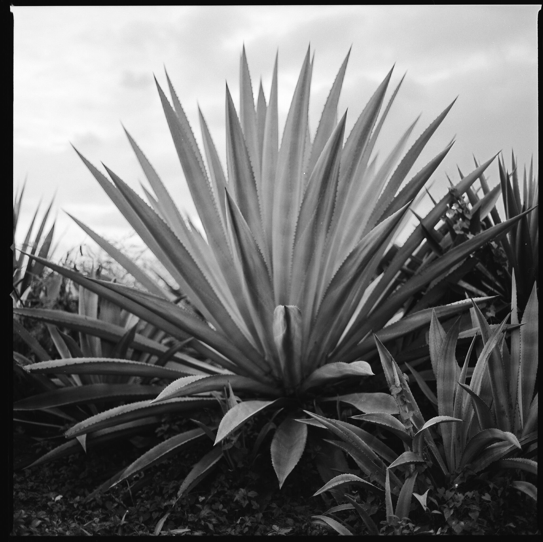 Agave - The Tree of Wonders