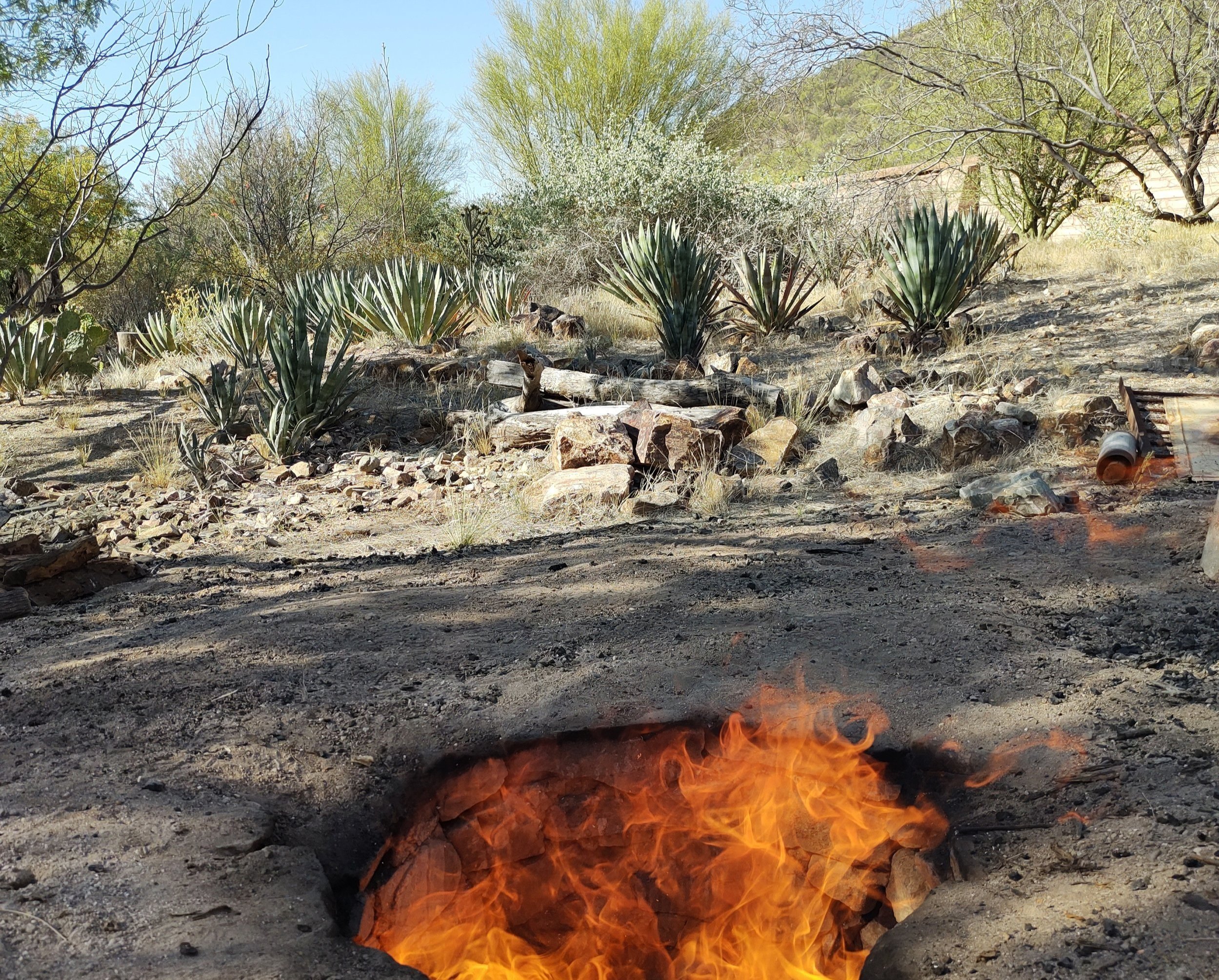 Agave Roast Pit Uncovering