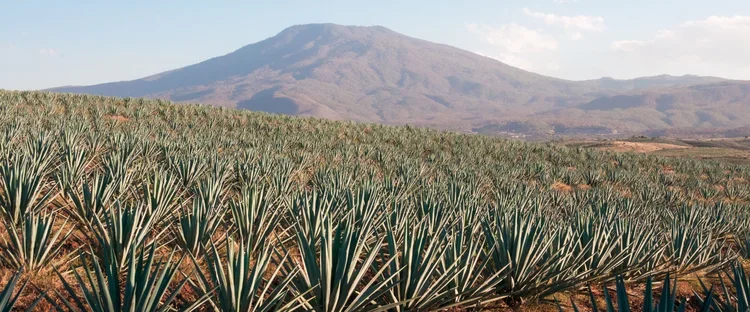 Field Notes: Tending Agave in the Living Desert