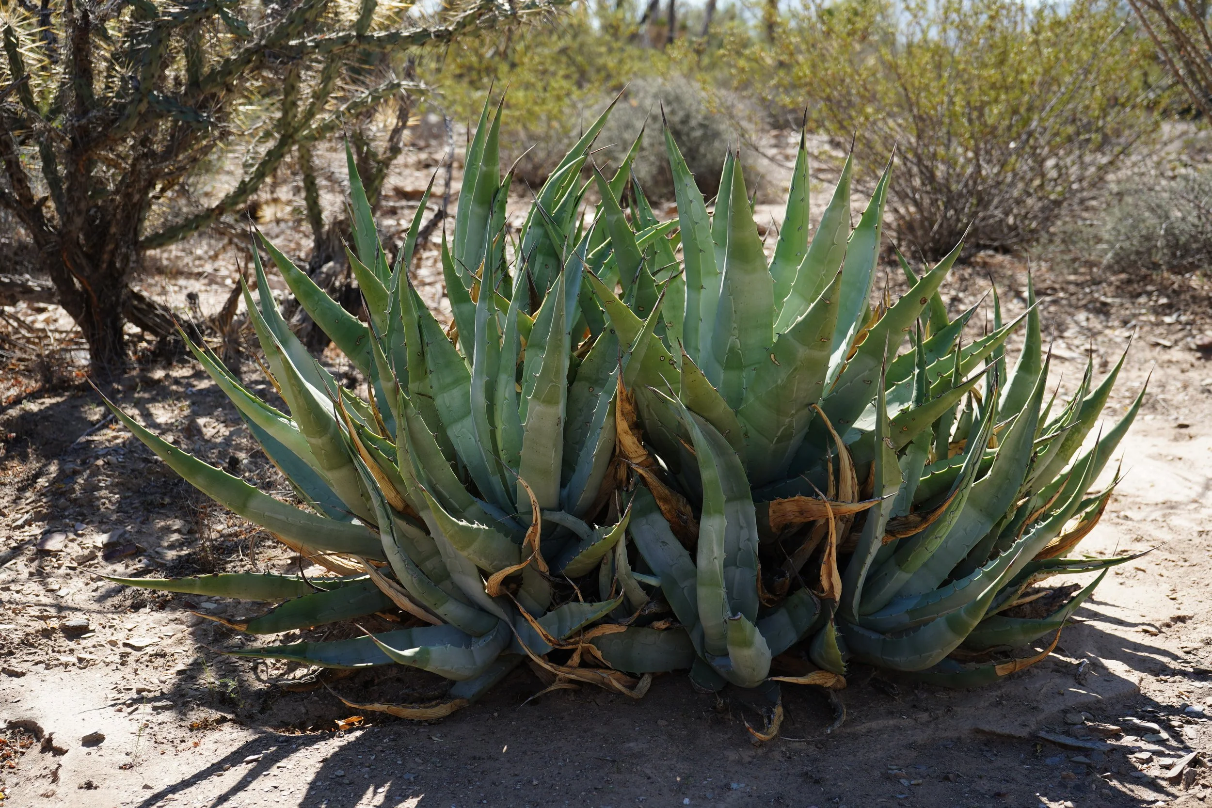 Agave Beyond the Bar