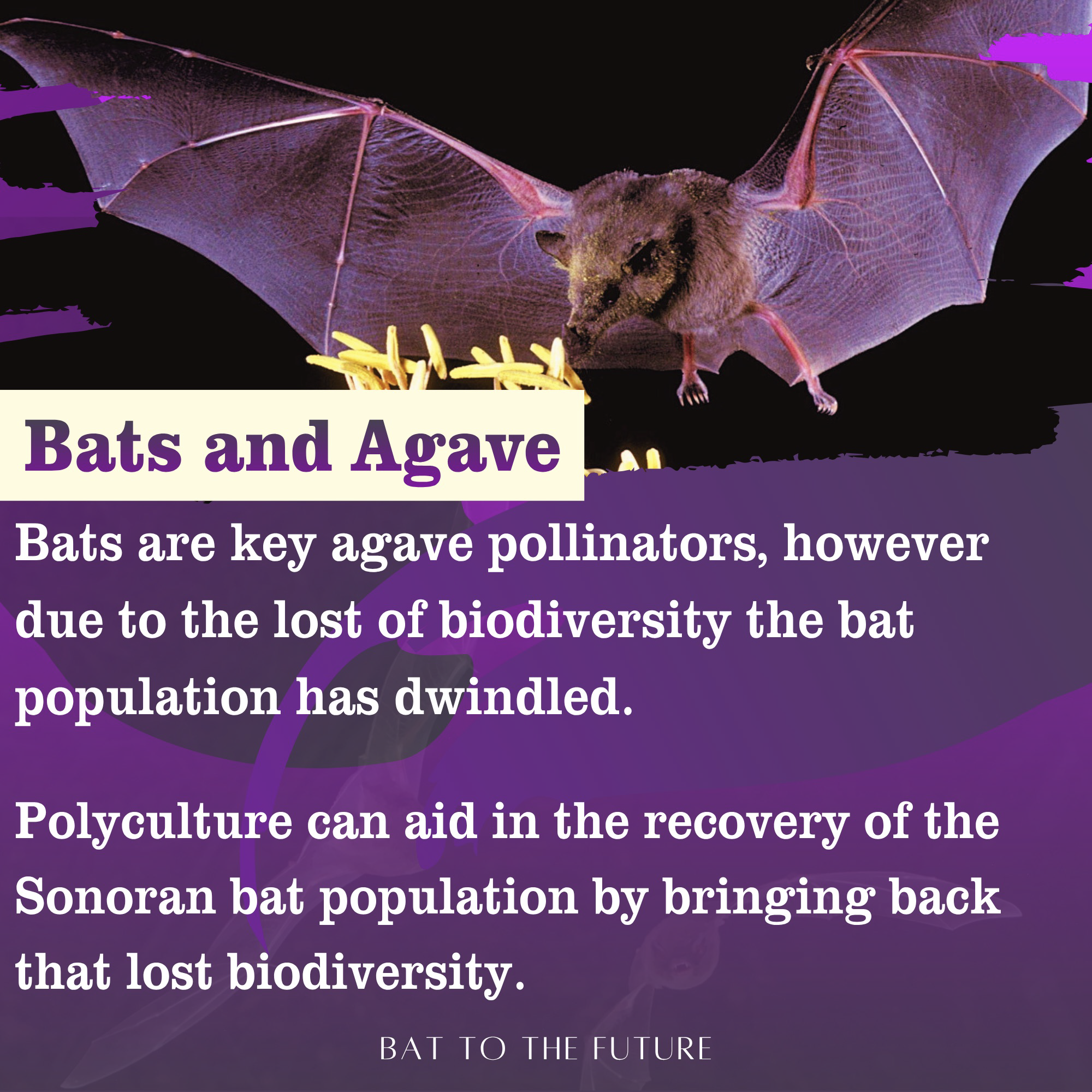 HNRS 335 Bat to the Future Digital Version_Page_5.png