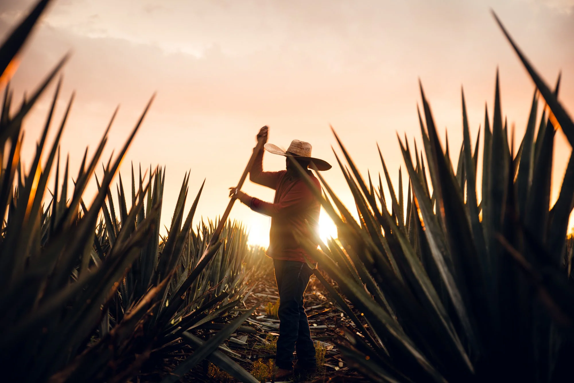 Agave Crafted by Landscapes Roundtable