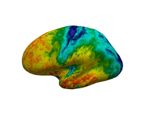 Group average T1 mapped onto an inflated cortical surface.