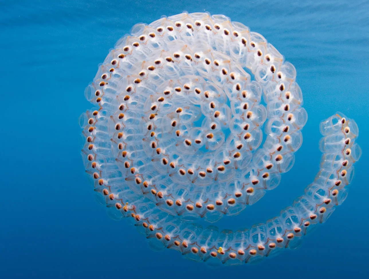 salp-colony-focused.jpg