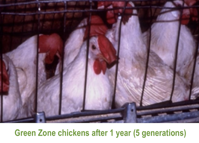 Green Zone Chickens.png