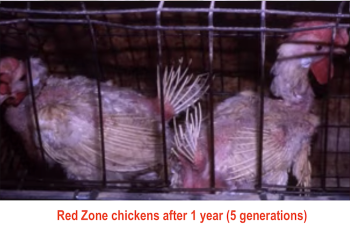Red Zone Chickens.png