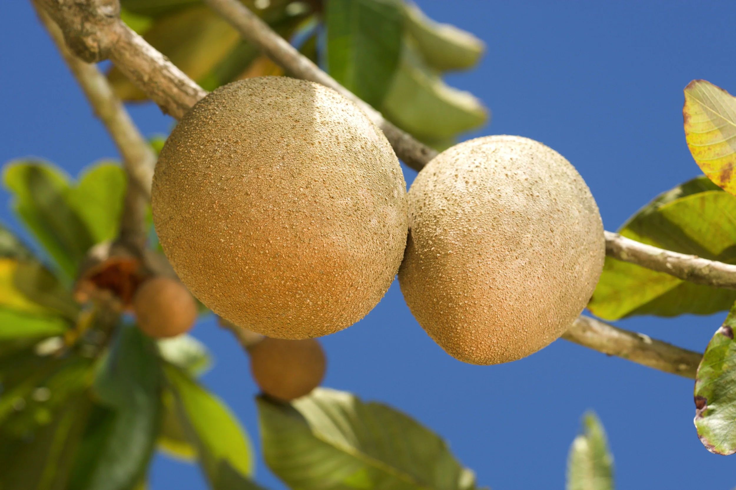 Lucuma Fruit