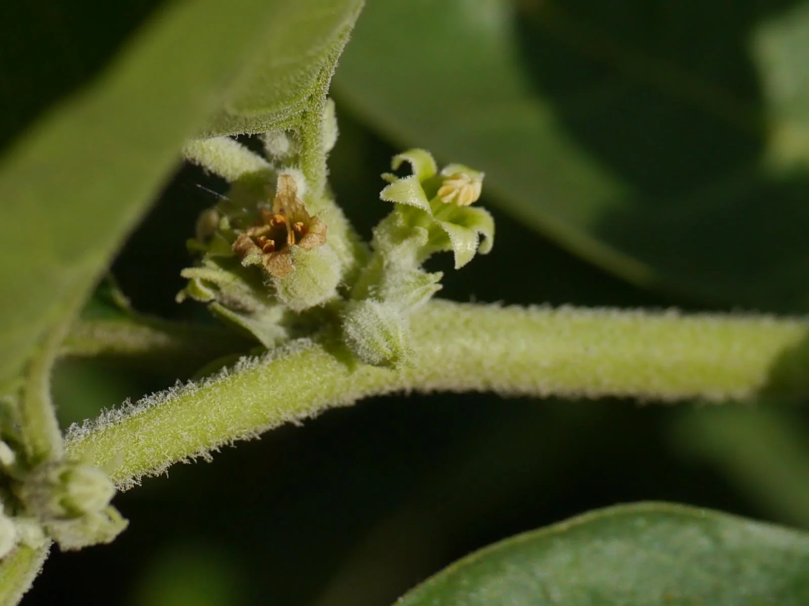 Ashwaganda Root