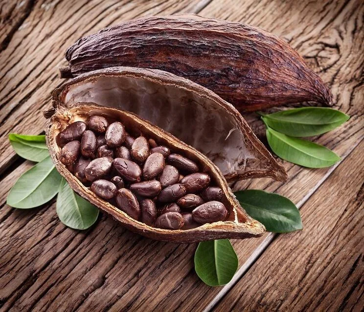 Cacao Bean