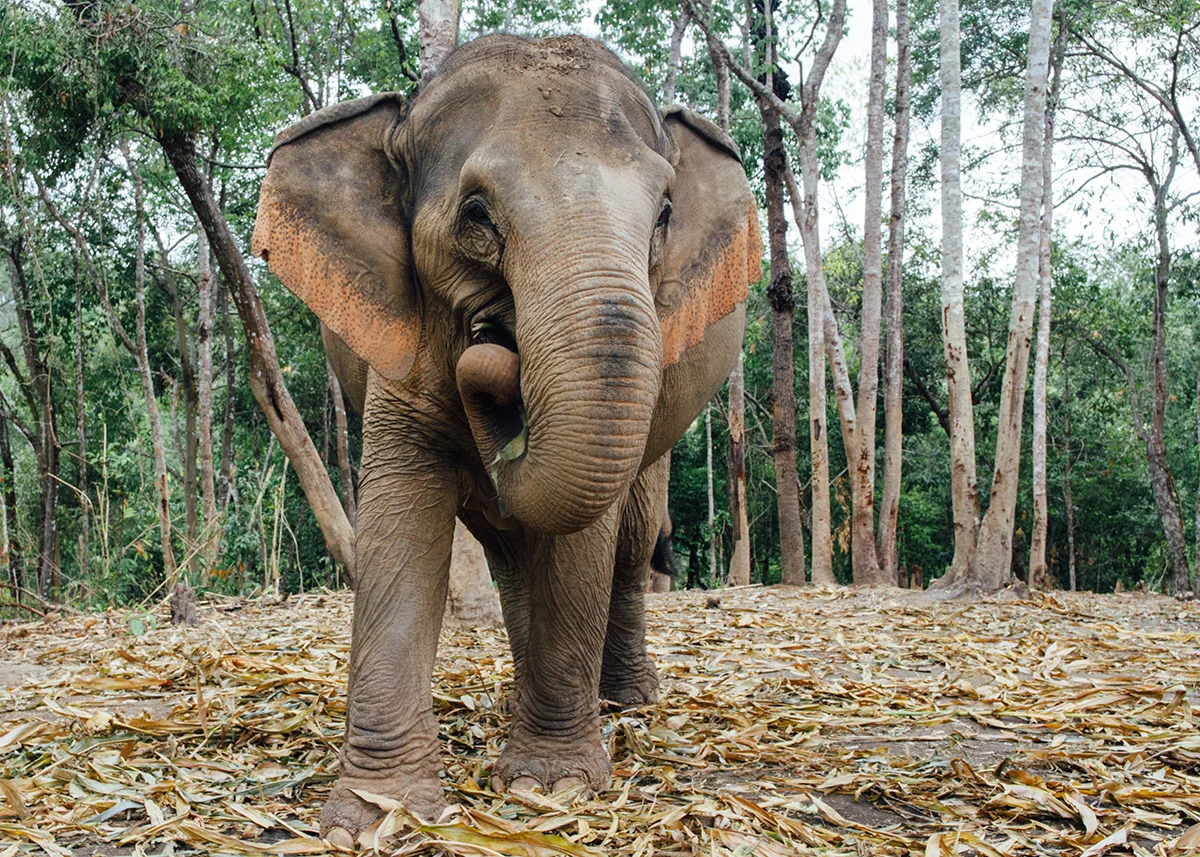 elephantcover.jpg