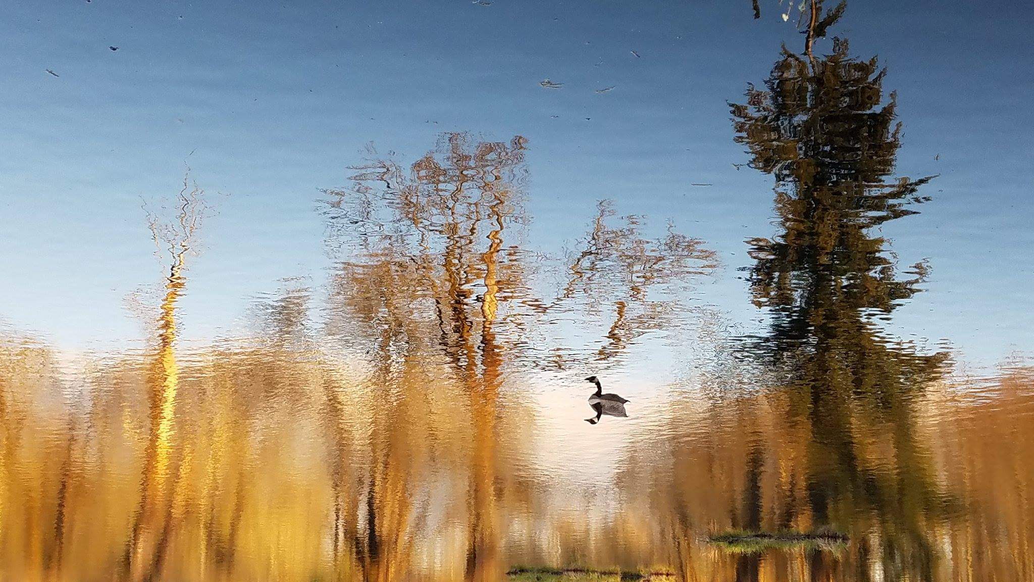 Floating Duck