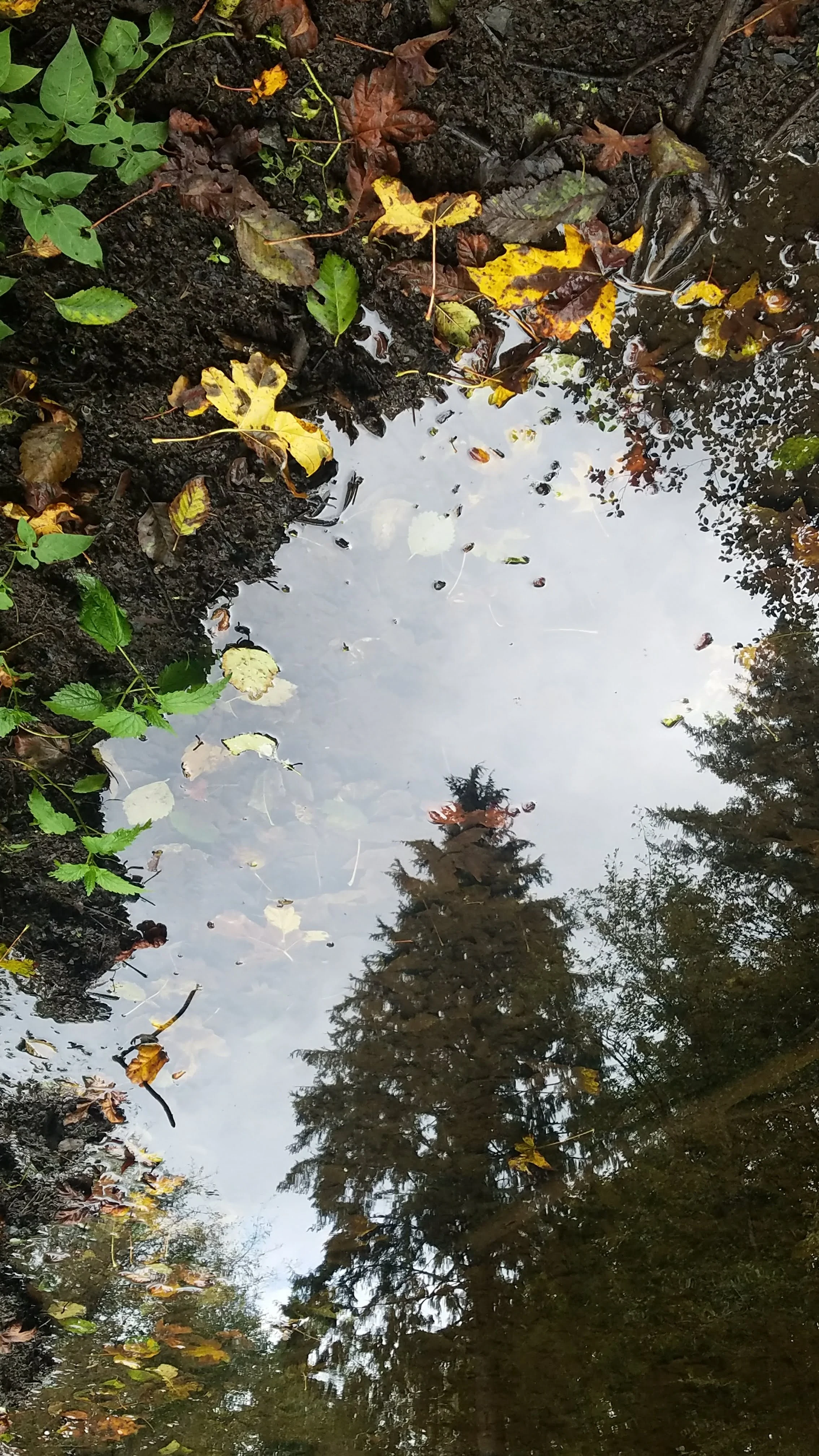 tree.jpg