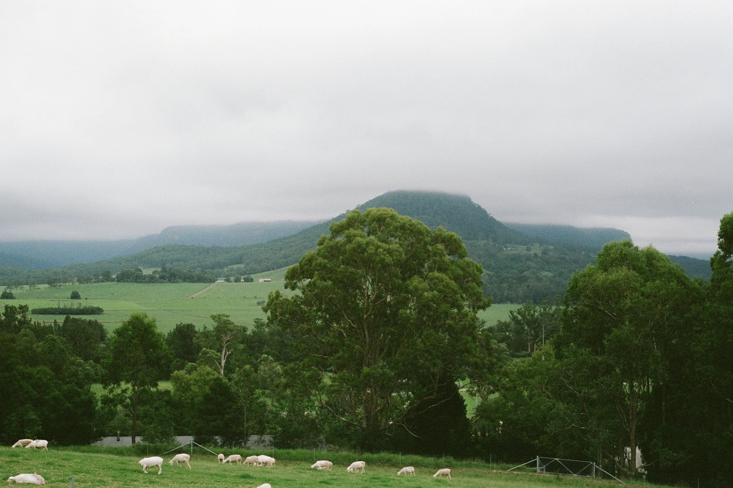 ElizaJadePhotography_SouthernHighlands_Elopement_KangarooValley_Wedding_Cass&Sam_FILM-3.jpg