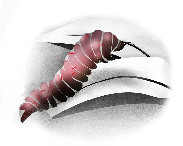 caterpillar-copy.jpg