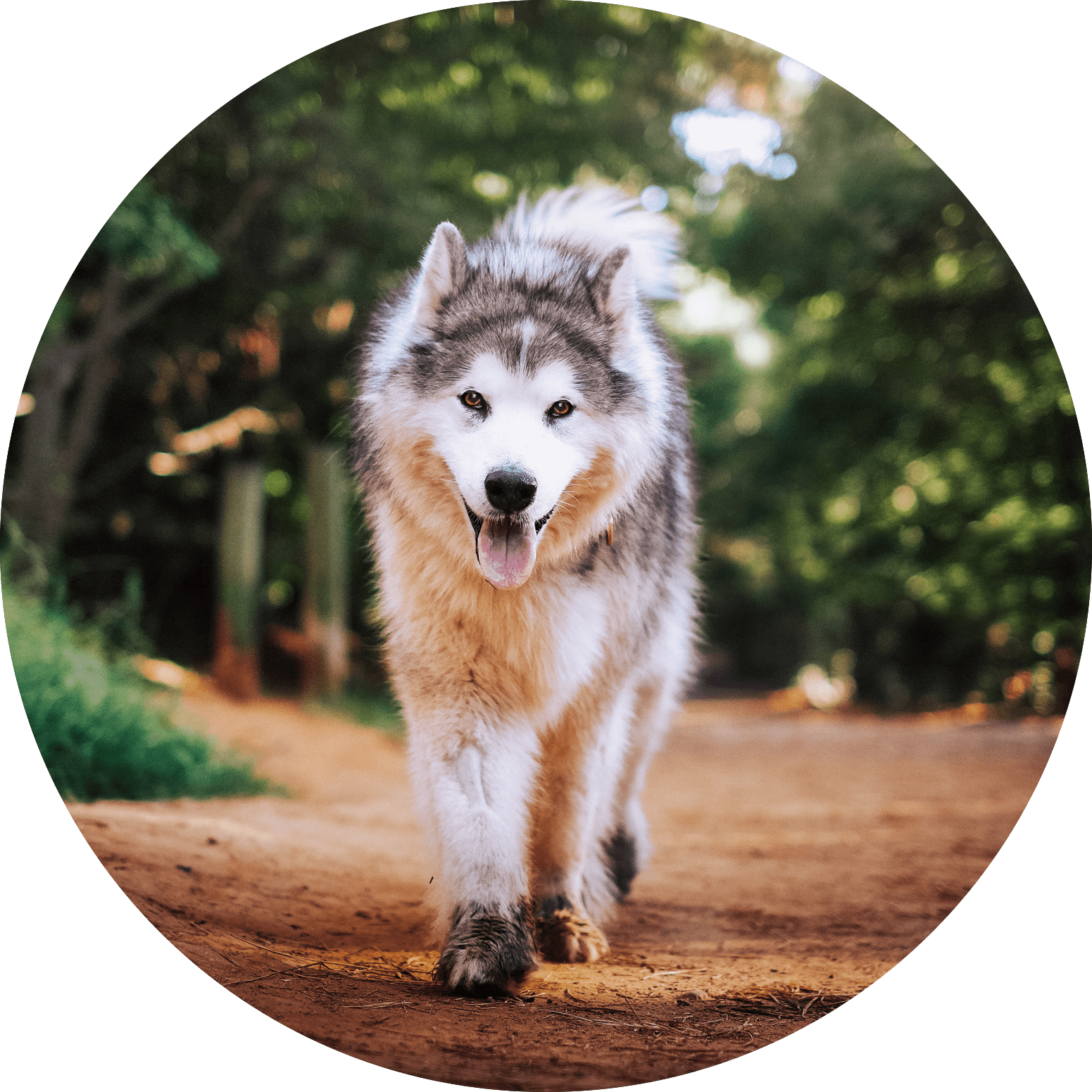 web media-78 circle.png