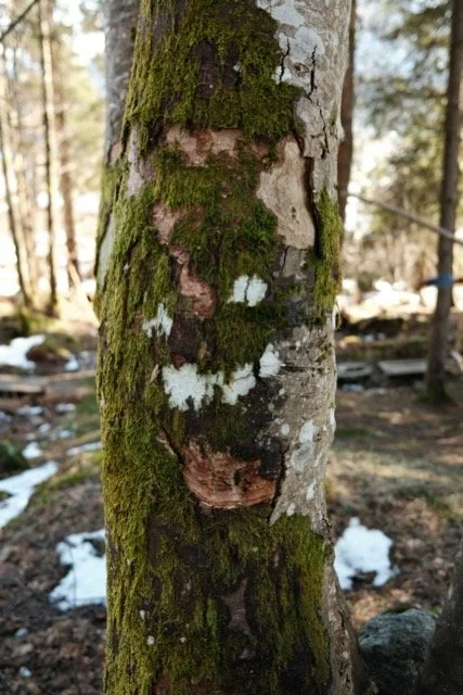 DSCF9872 – middels.jpeg