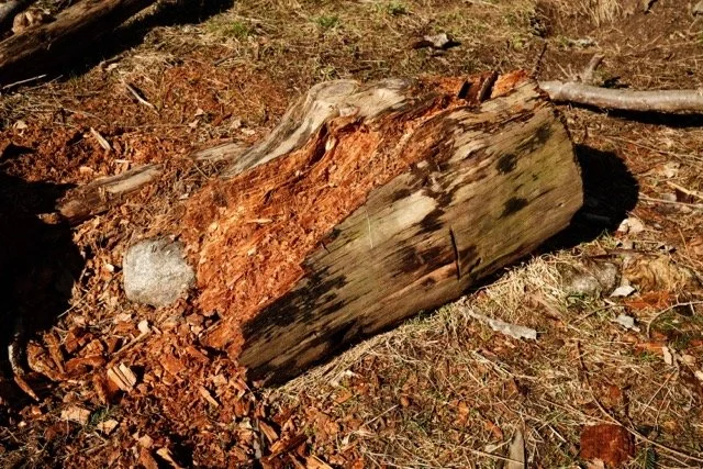 DSCF9861 – middels.jpeg