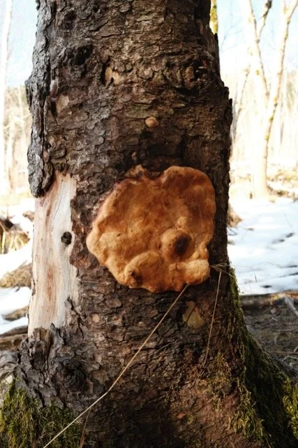 DSCF9854 – middels.jpeg